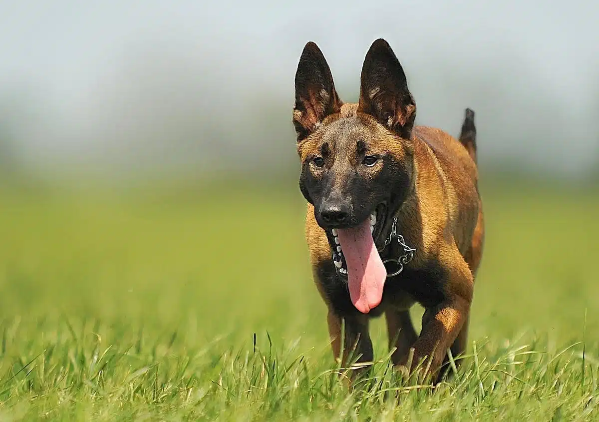 chiot malinois